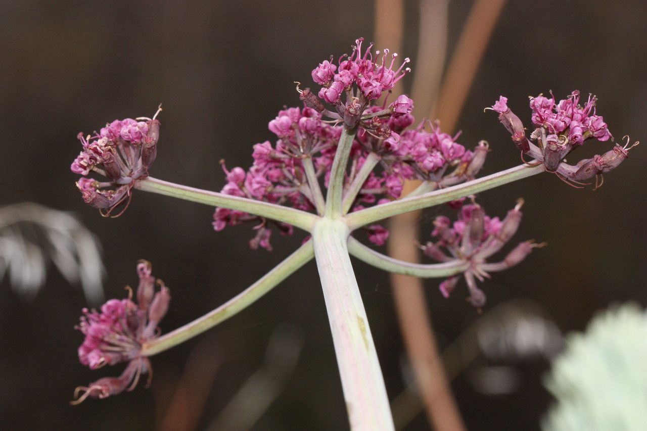 Lomatium columbianum flower