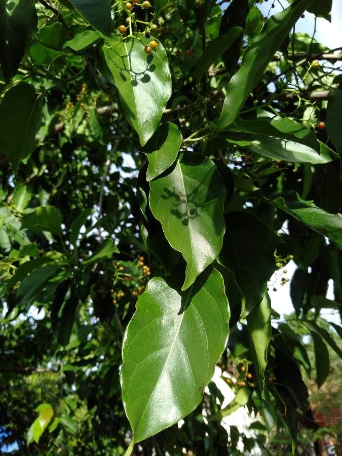Ehretia philippinensis leaf