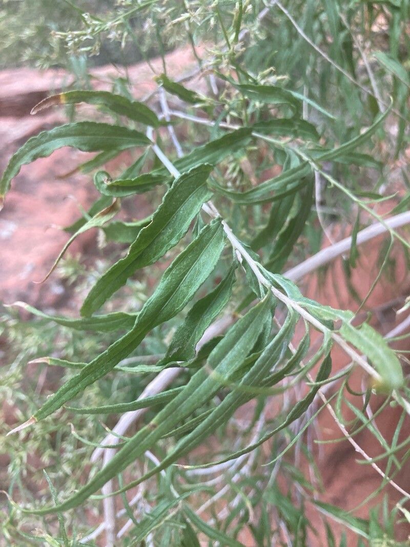 Brickellia longifolia — houseplant care guide
