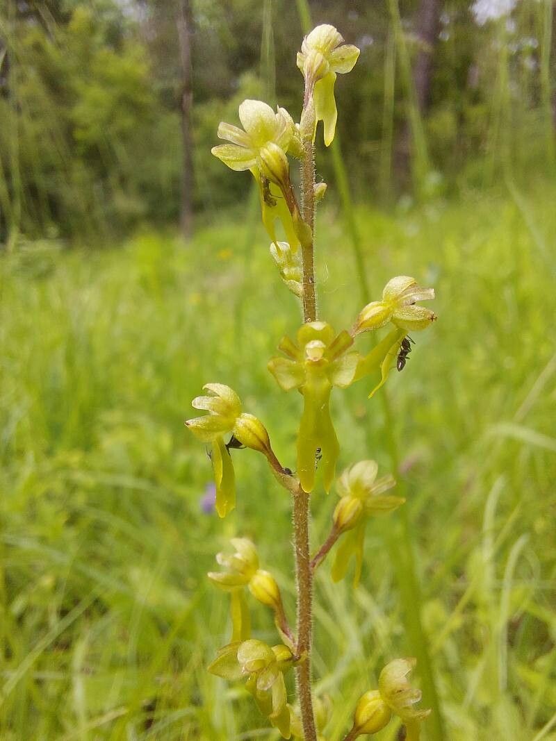 Listera ovata — related species from the same genus