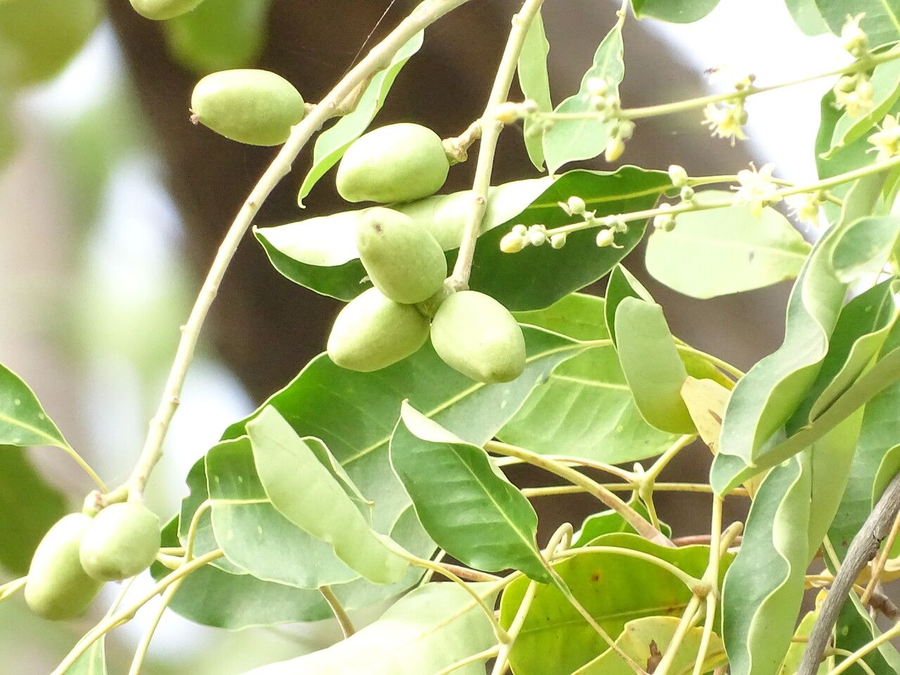 Spondias mombin fruit