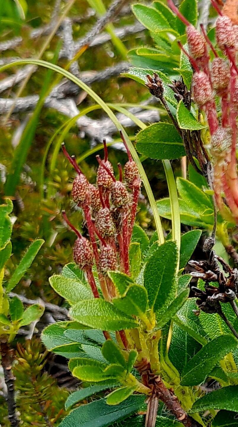 Rhododendron hirsutum fruit