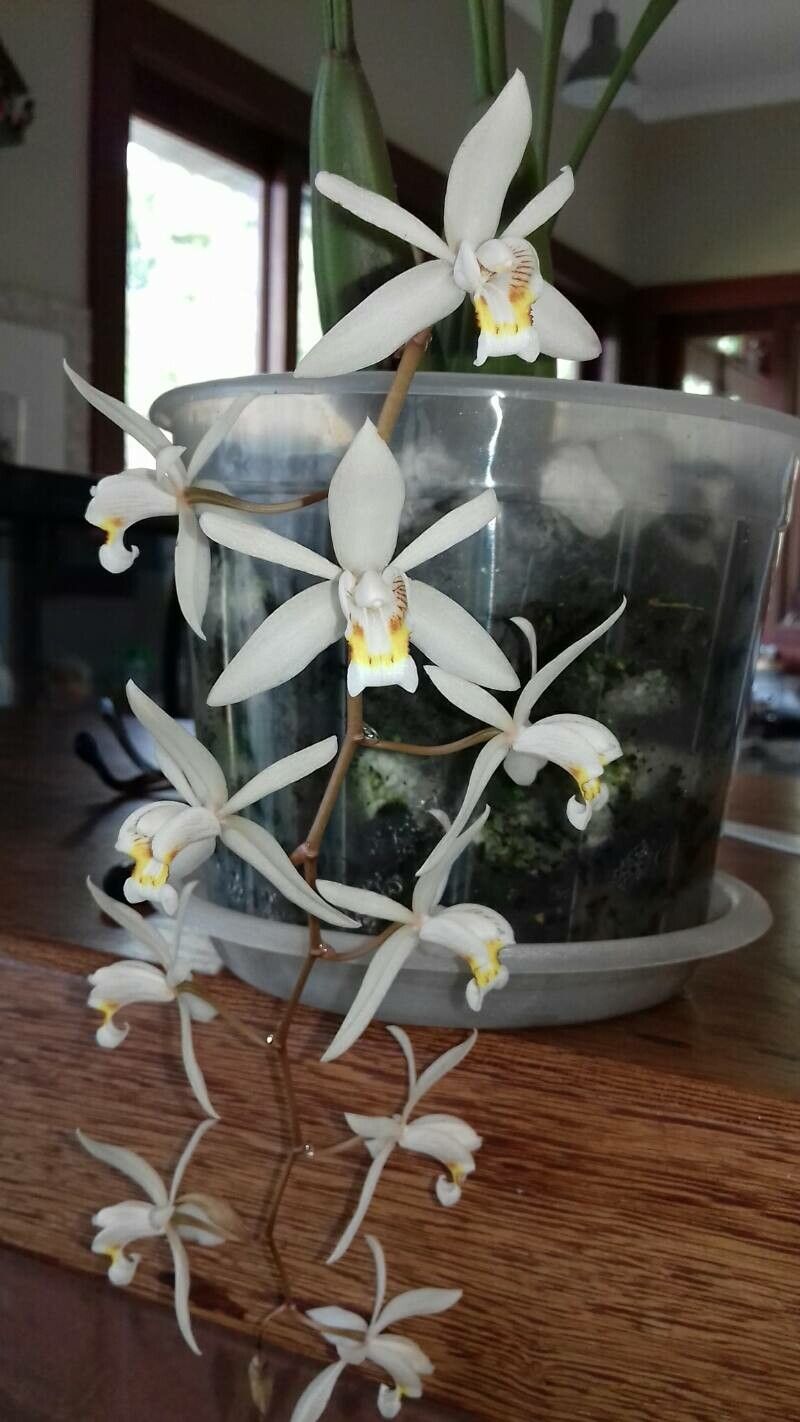 Coelogyne viscosa flower