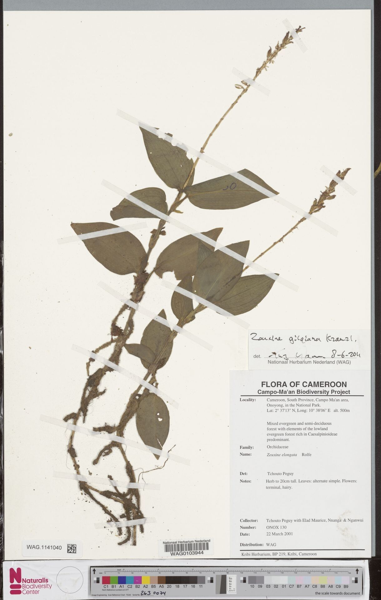 Zeuxine gilgiana — related species from the same genus