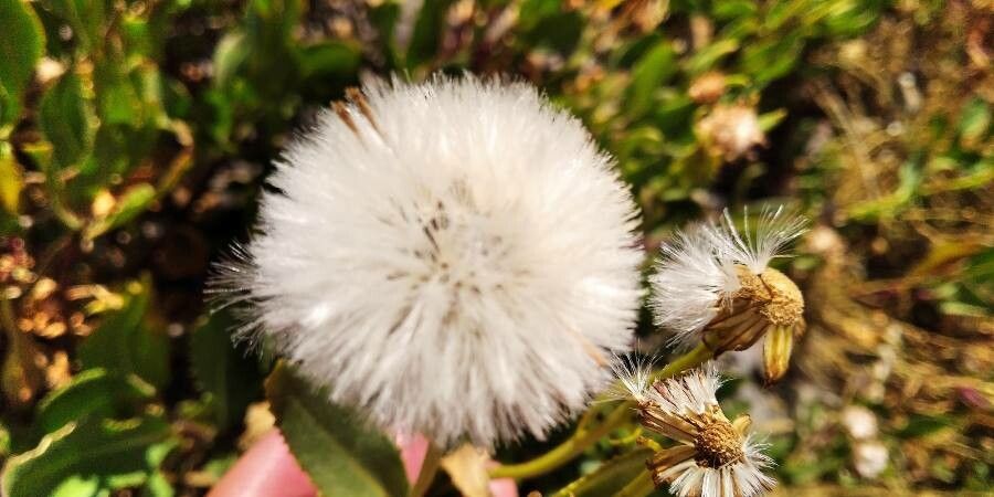 Senecio pyrenaicus fruit