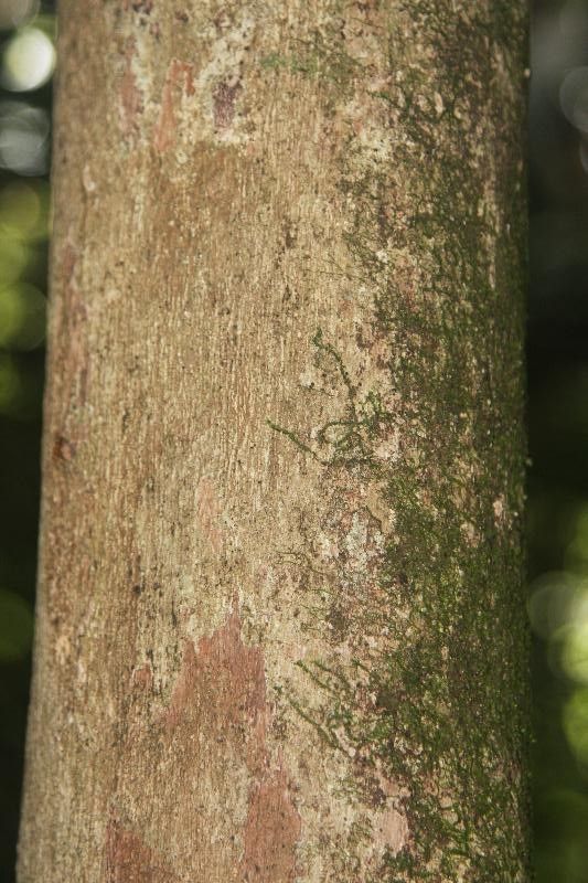 Pouteria reticulata bark