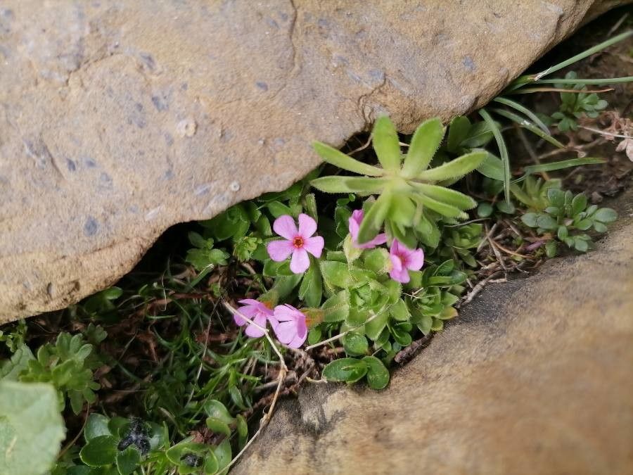 Androsace ciliata — houseplant care guide