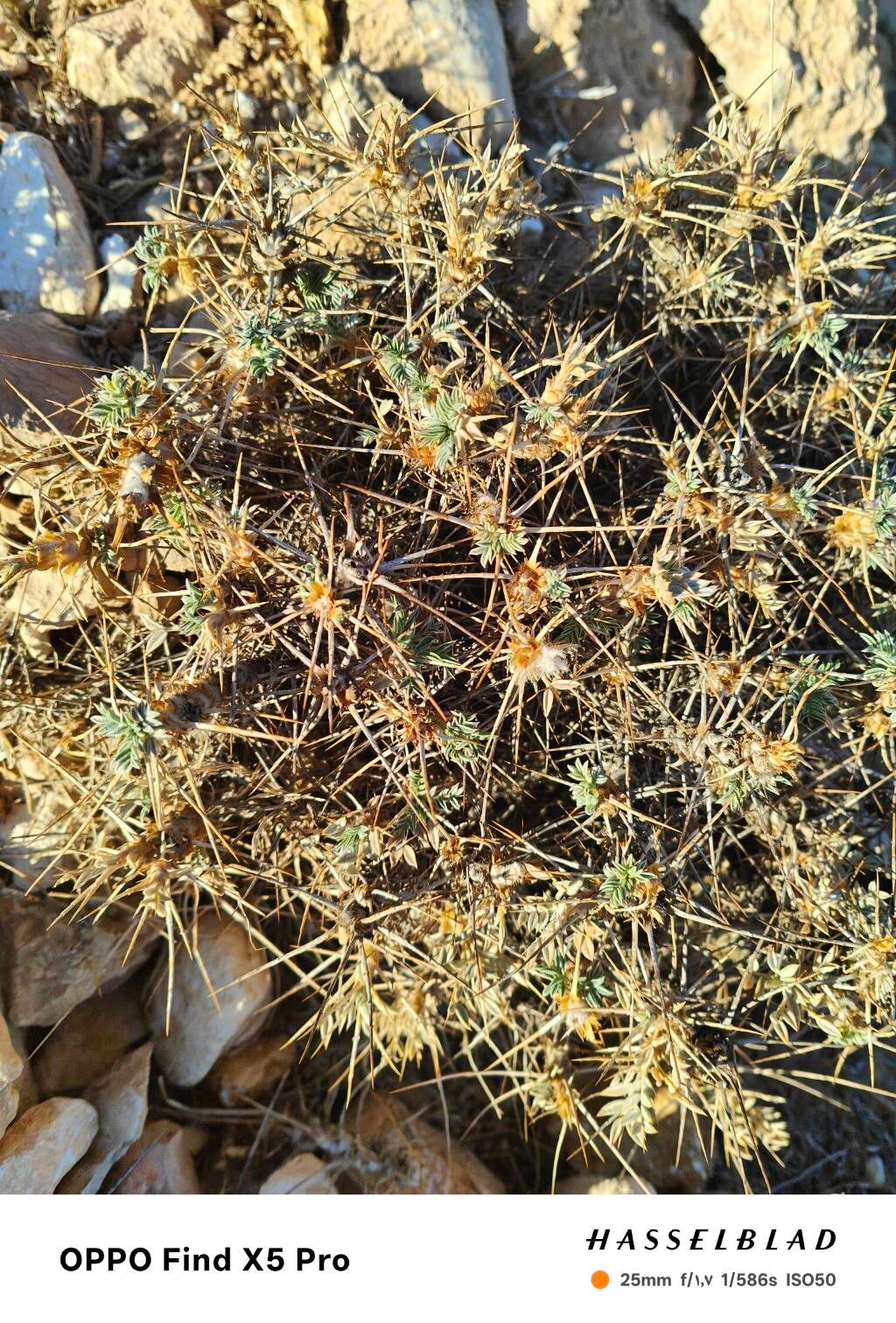 Astragalus microcephalus habit