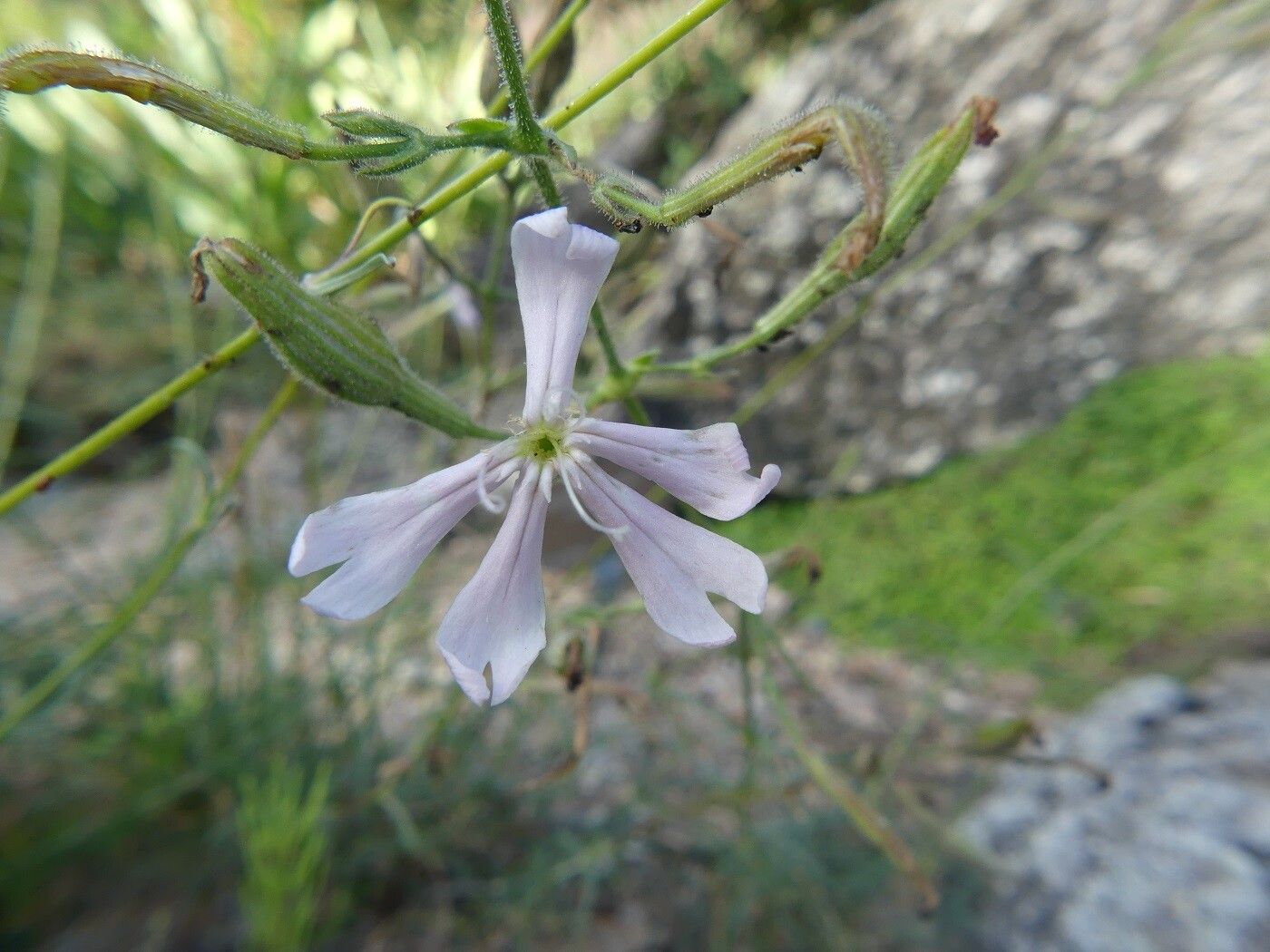 Silene paradoxa flower