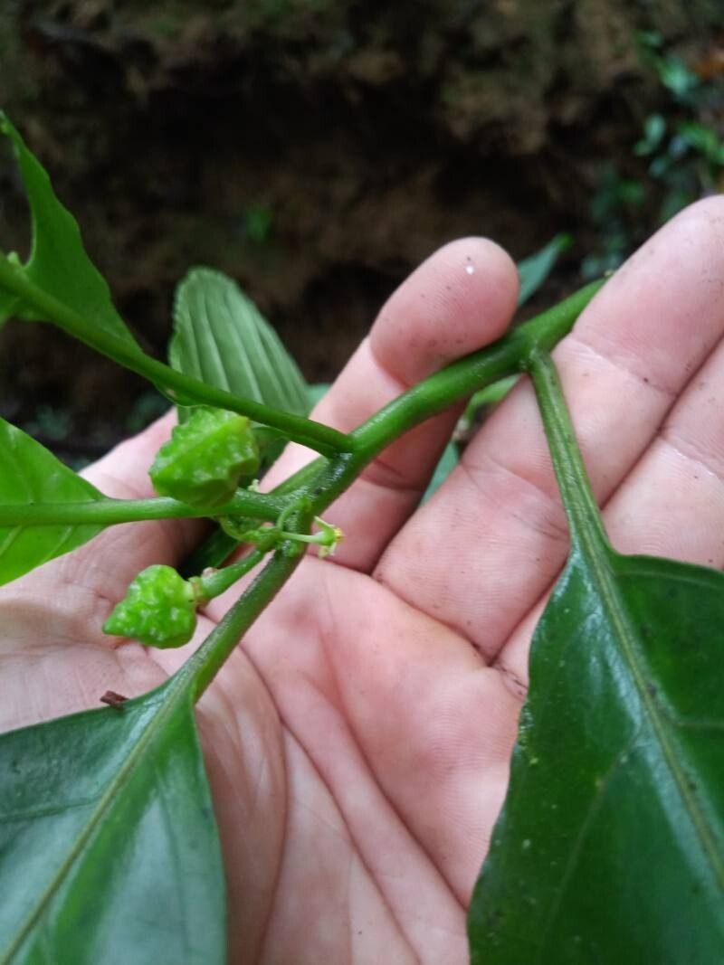 Solanum anceps fruit