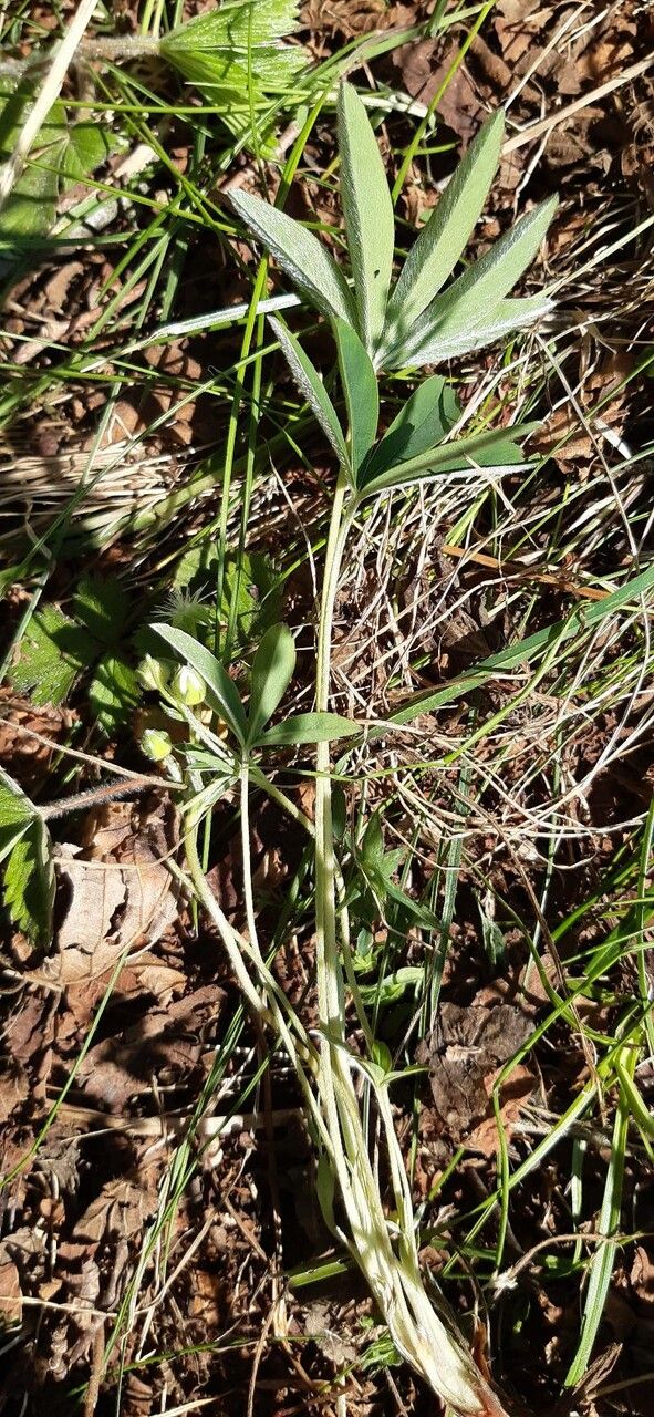 Potentilla alba habit