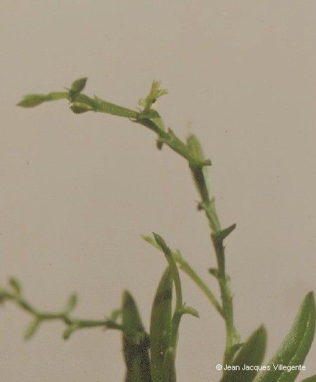 Taeniophyllum rudolfii — houseplant care guide