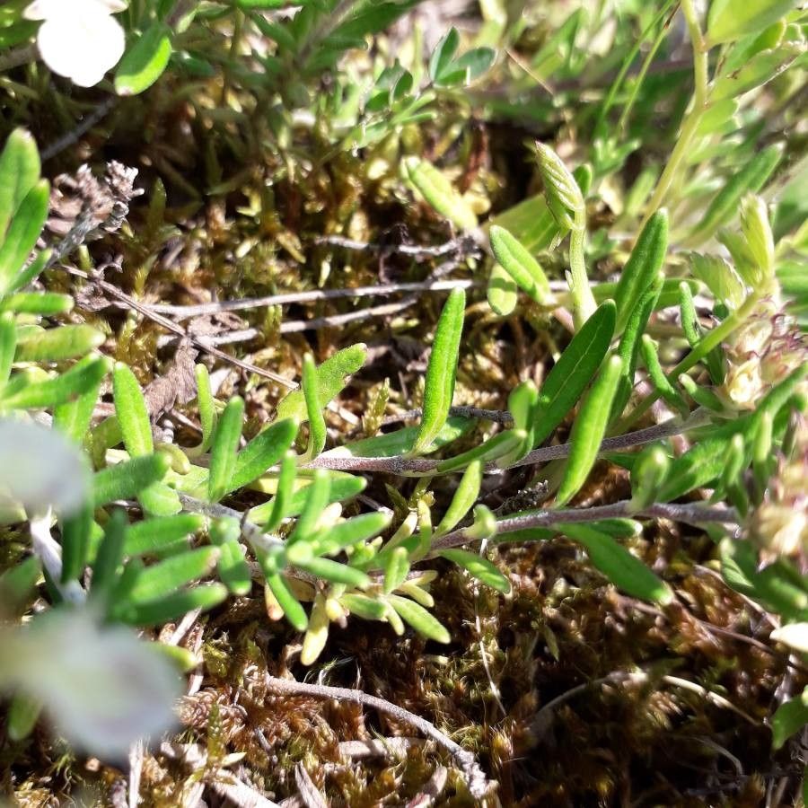 Teucrium montanum leaf