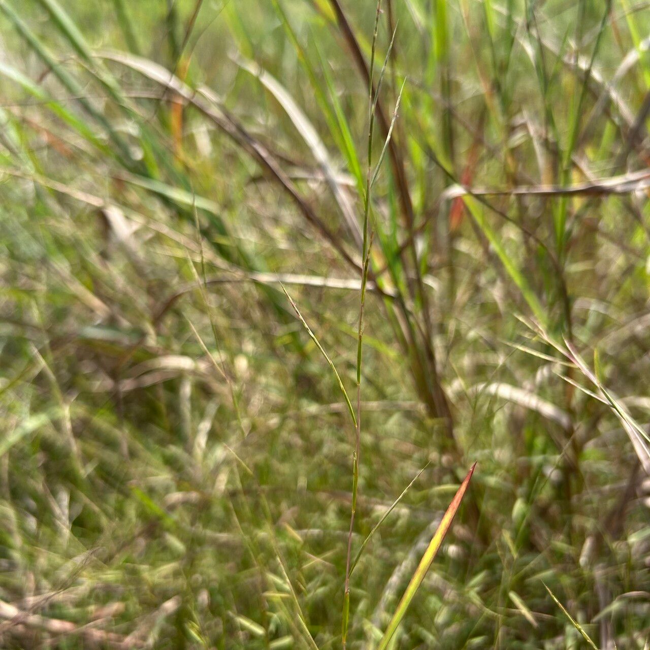 Schizachyrium brevifolium leaf