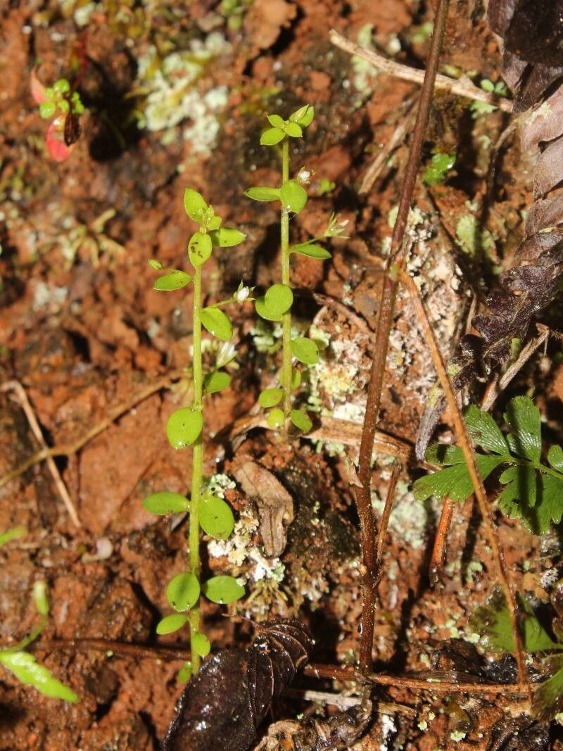Lysimachia ovalis — search result for 'Lysimachia'