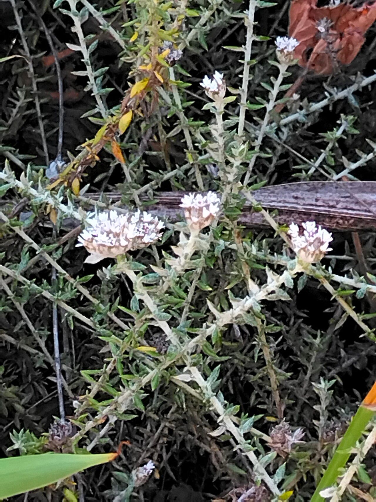 Metalasia divergens — related species from the same genus