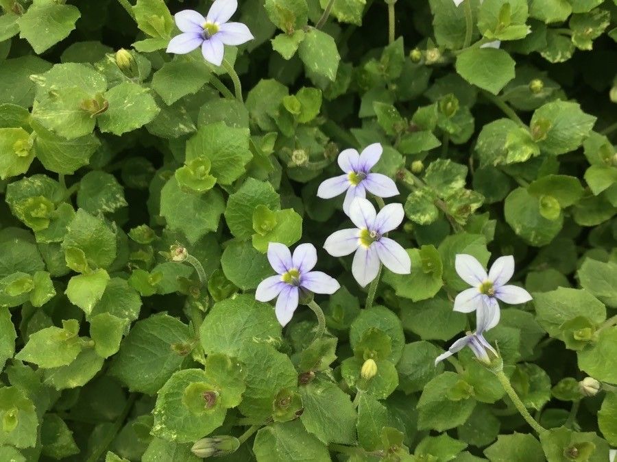 Lobelia pedunculata — search result for 'Lobelia'