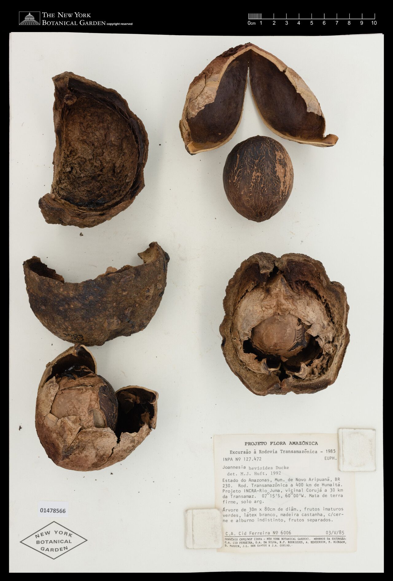 Joannesia heveoides fruit