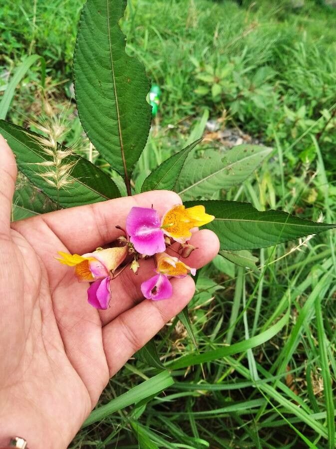 Impatiens bicolor — search result for 'Impatiens'