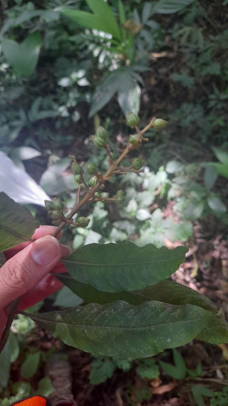 Vismia camparaguey flower