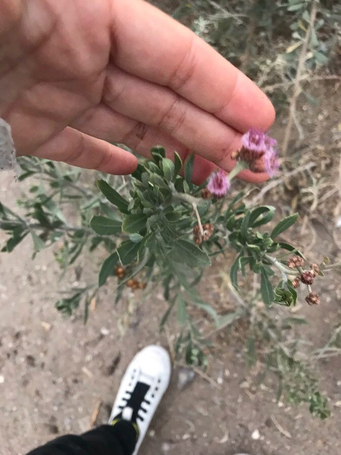 Pluchea sericea flower