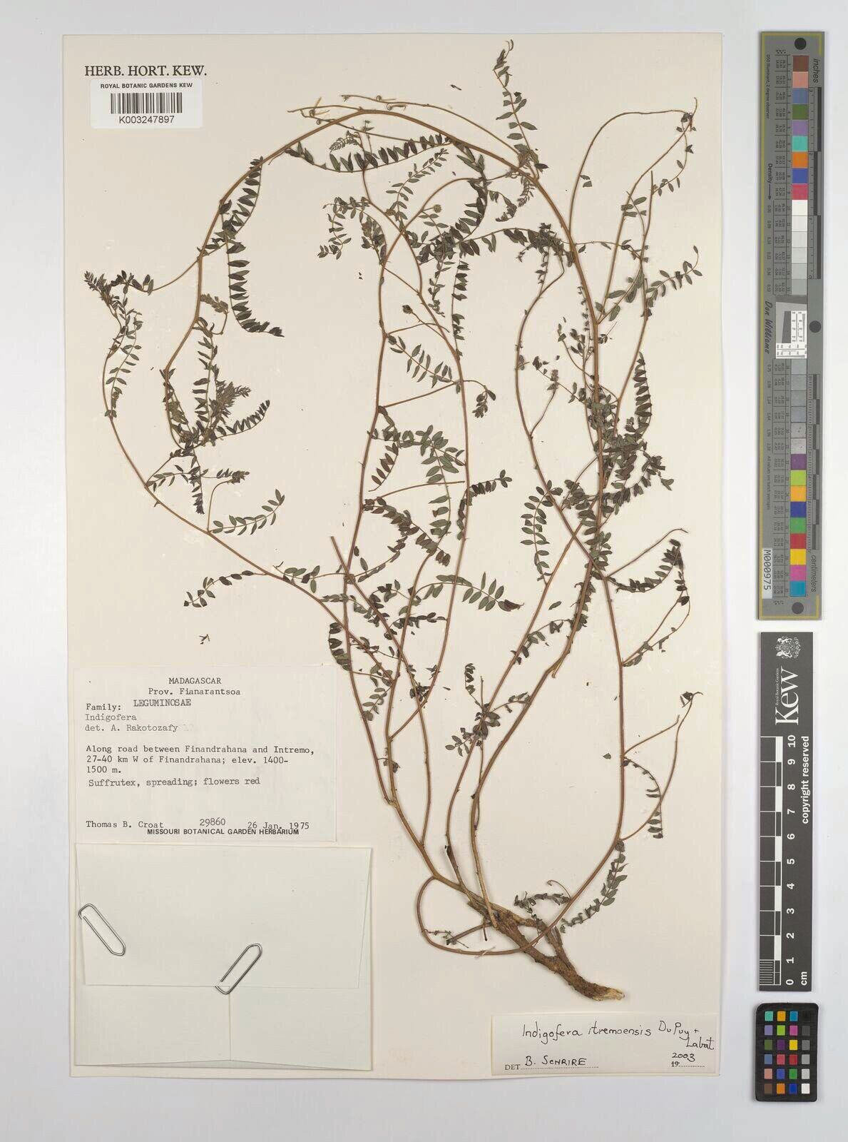 Indigofera itremoensis — search result for 'Indigofera'