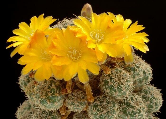 Rebutia breviflora — related species from the same genus