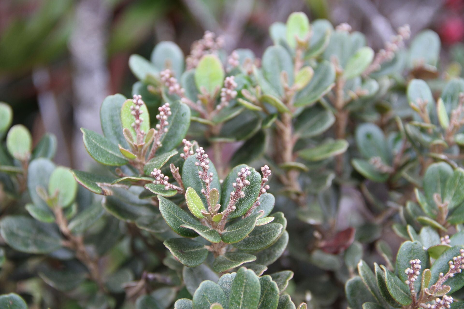Quintinia oreophila habit
