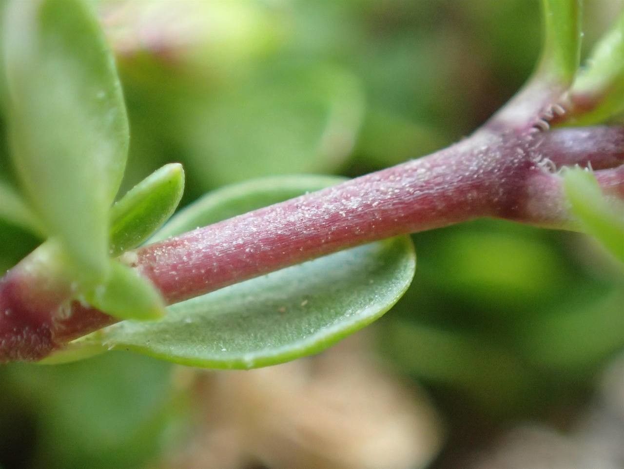 Arenaria biflora bark