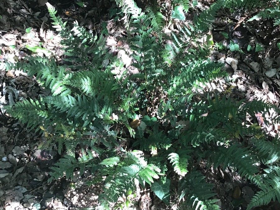 Polystichum makinoi — search result for 'South Korea'