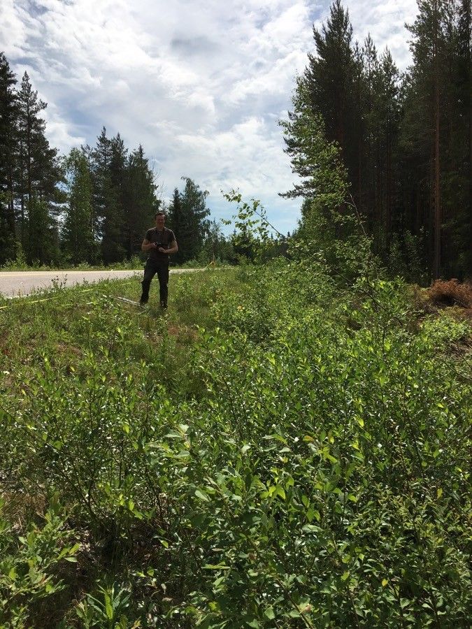 Salix phylicifolia habit