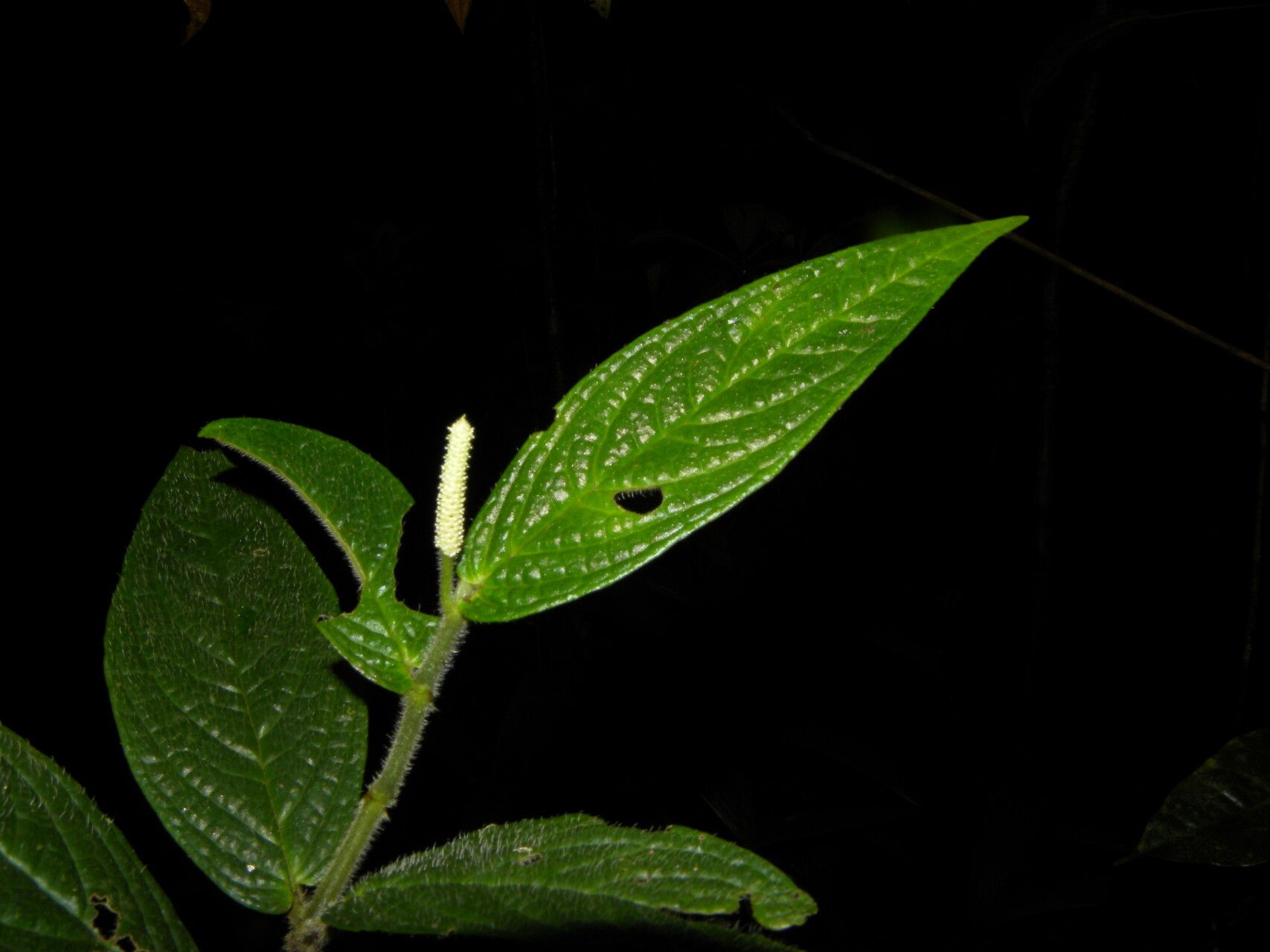 Piper tonduzii habit