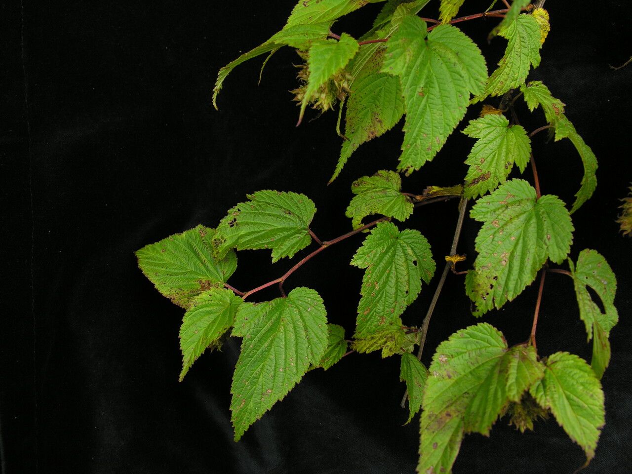 Neillia rubiflora habit