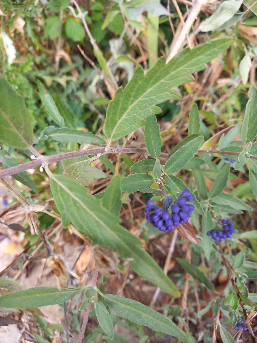 Caryopteris × clandonensis leaf