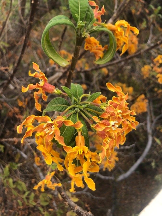 Strophanthus boivinii — related species from the same genus