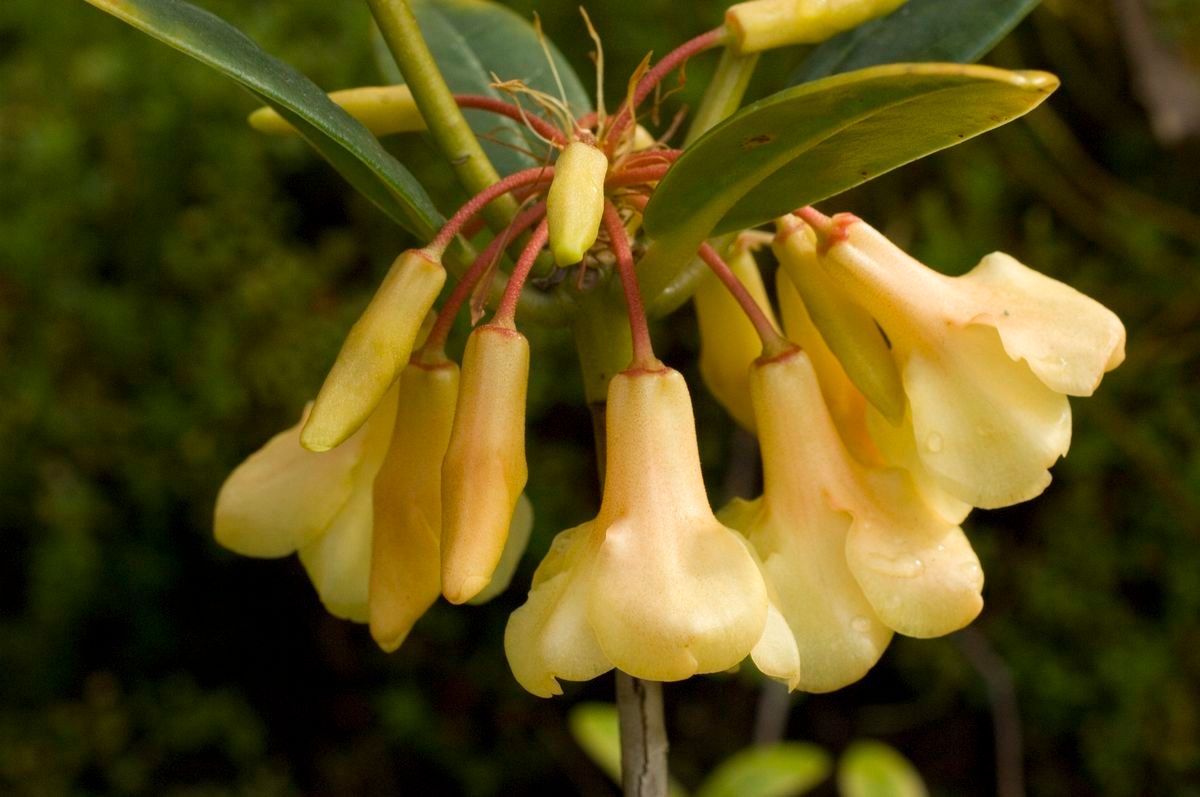 Rhododendron maxwellii — houseplant care guide