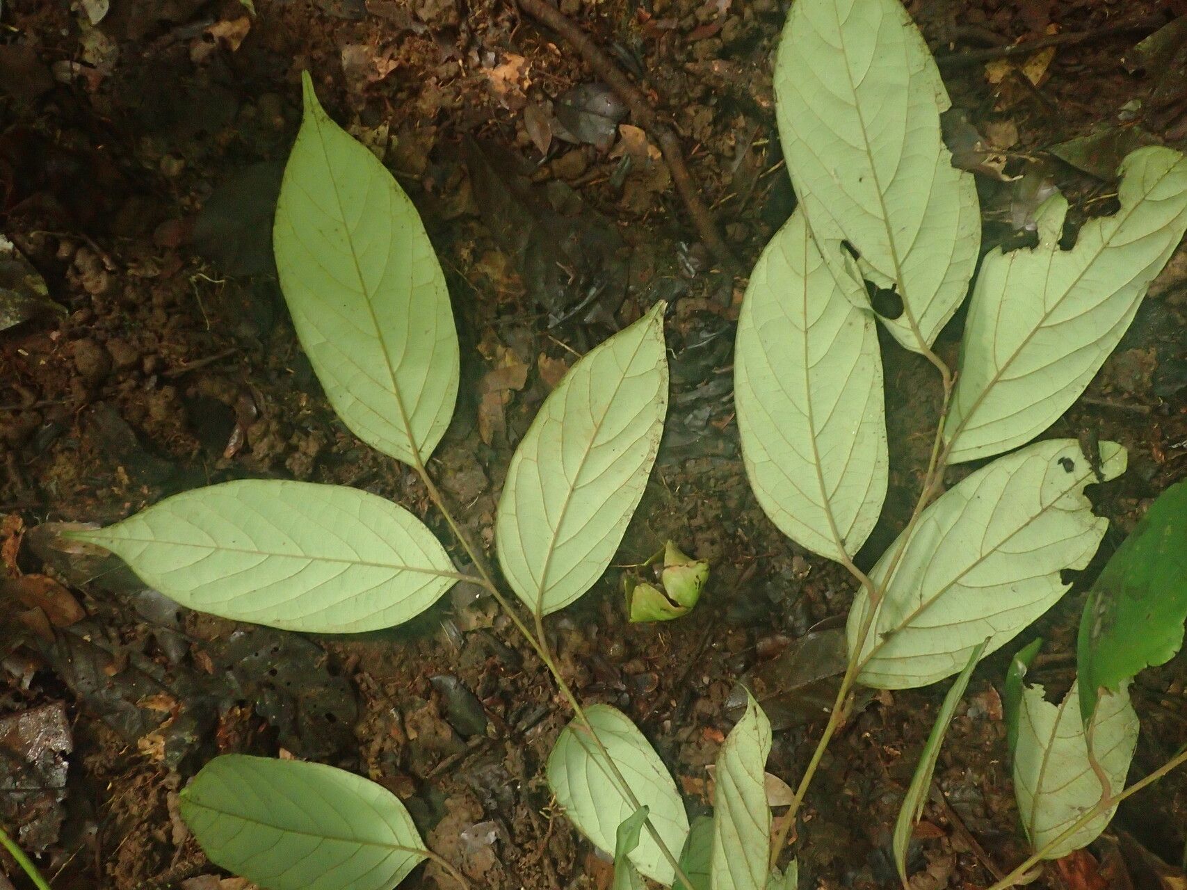Diospyros kamerunensis leaf