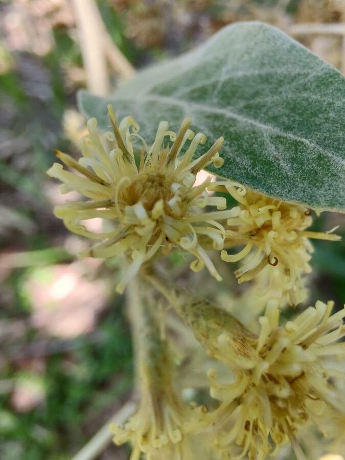 Tarchonanthus camphoratus flower