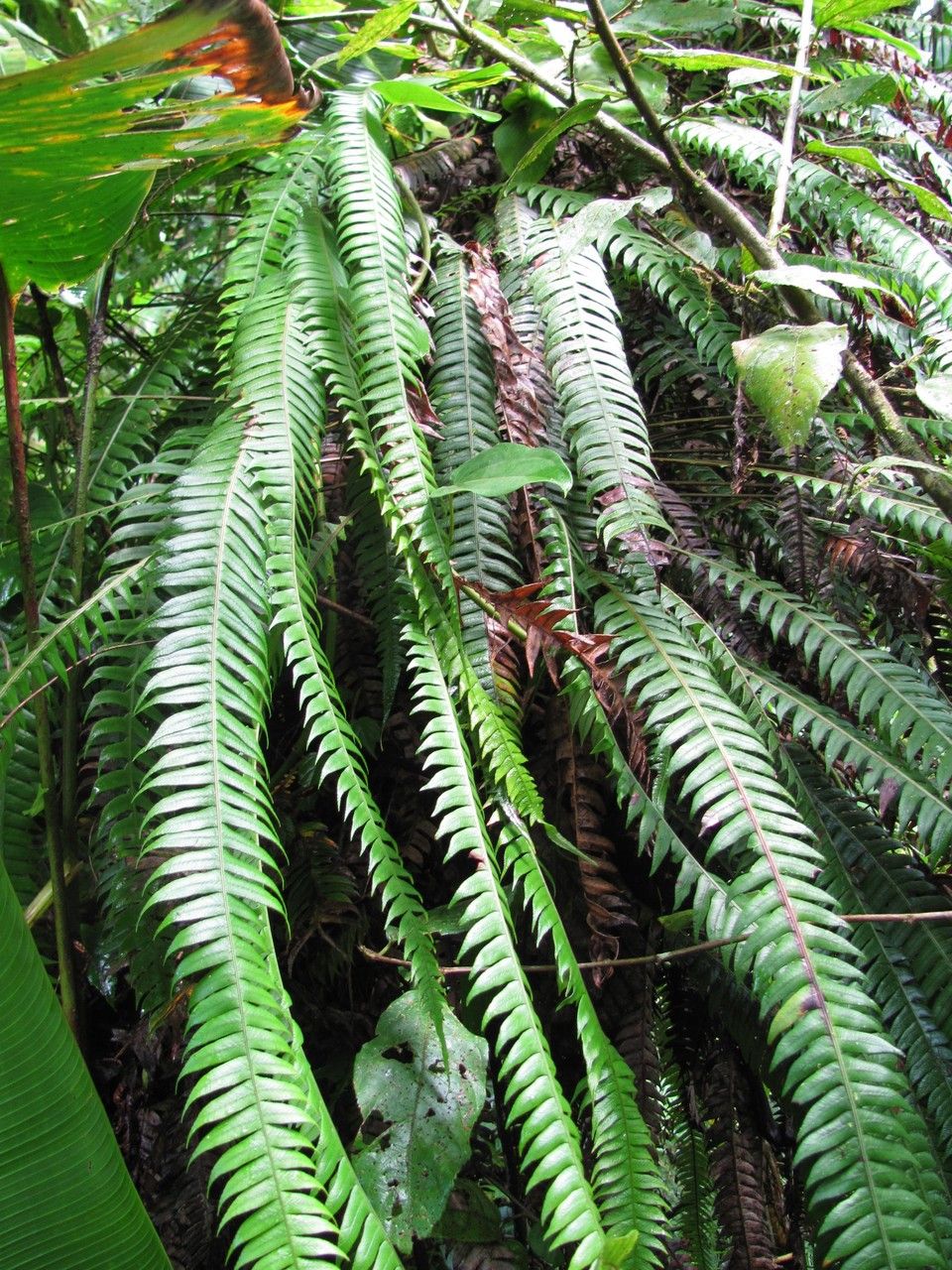 Blechnum gracile — houseplant care guide