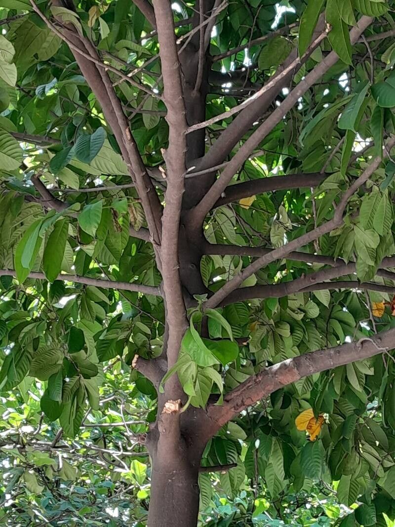 Artocarpus fretessii other