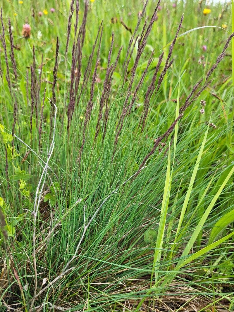 Festuca rupicola flower