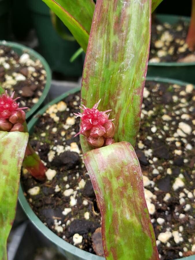 Lachenalia aloides fruit
