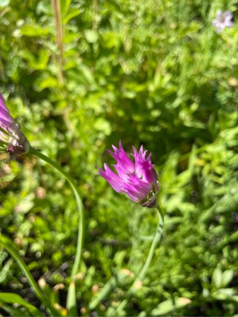 Allium brevistylum — search result for 'Allium'