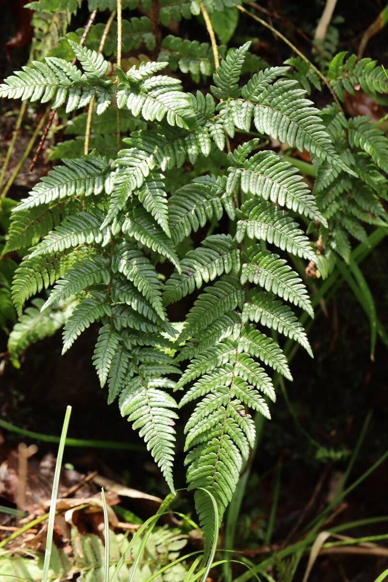 Dryopteris saxifraga — houseplant care guide