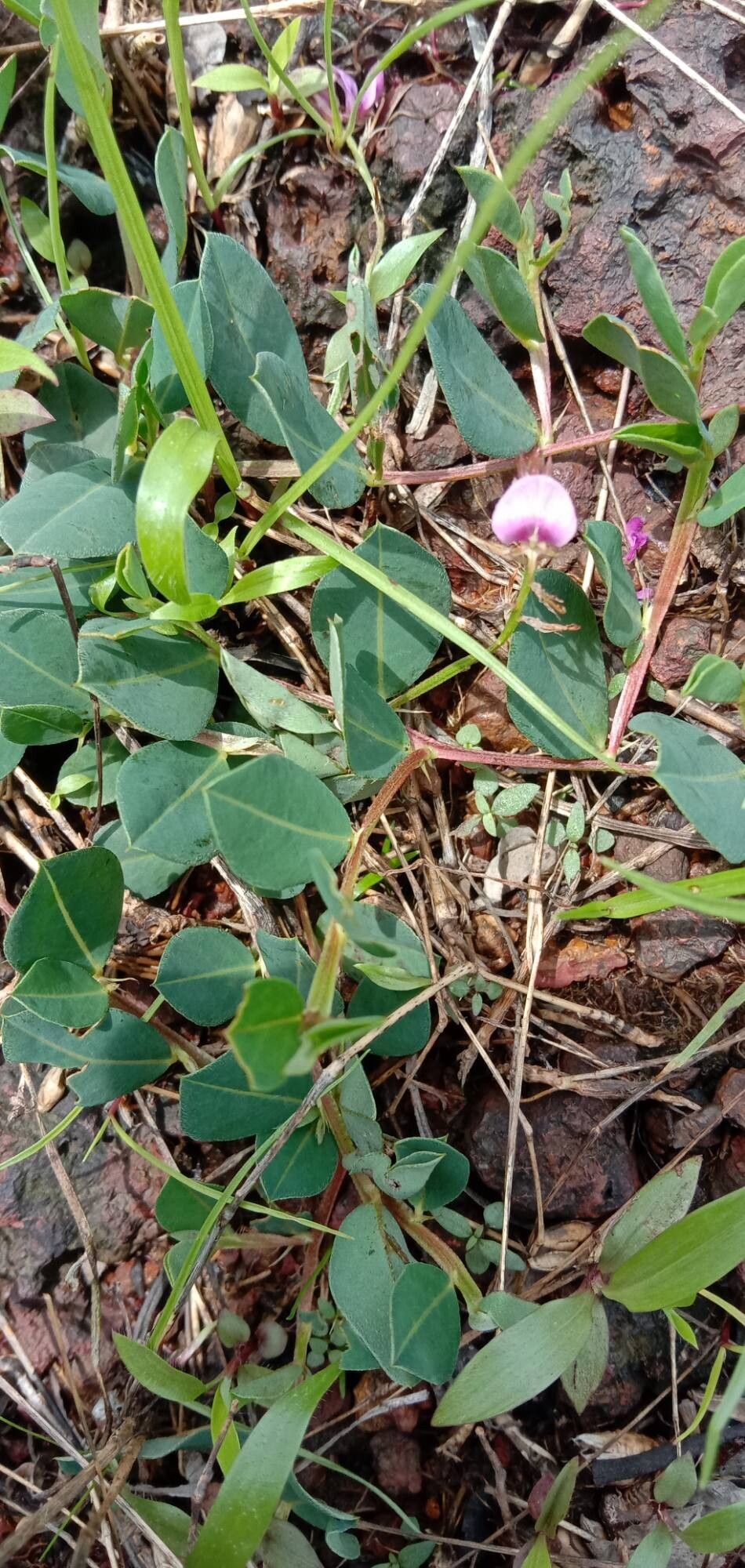 Indigofera dalzelliana — houseplant care guide