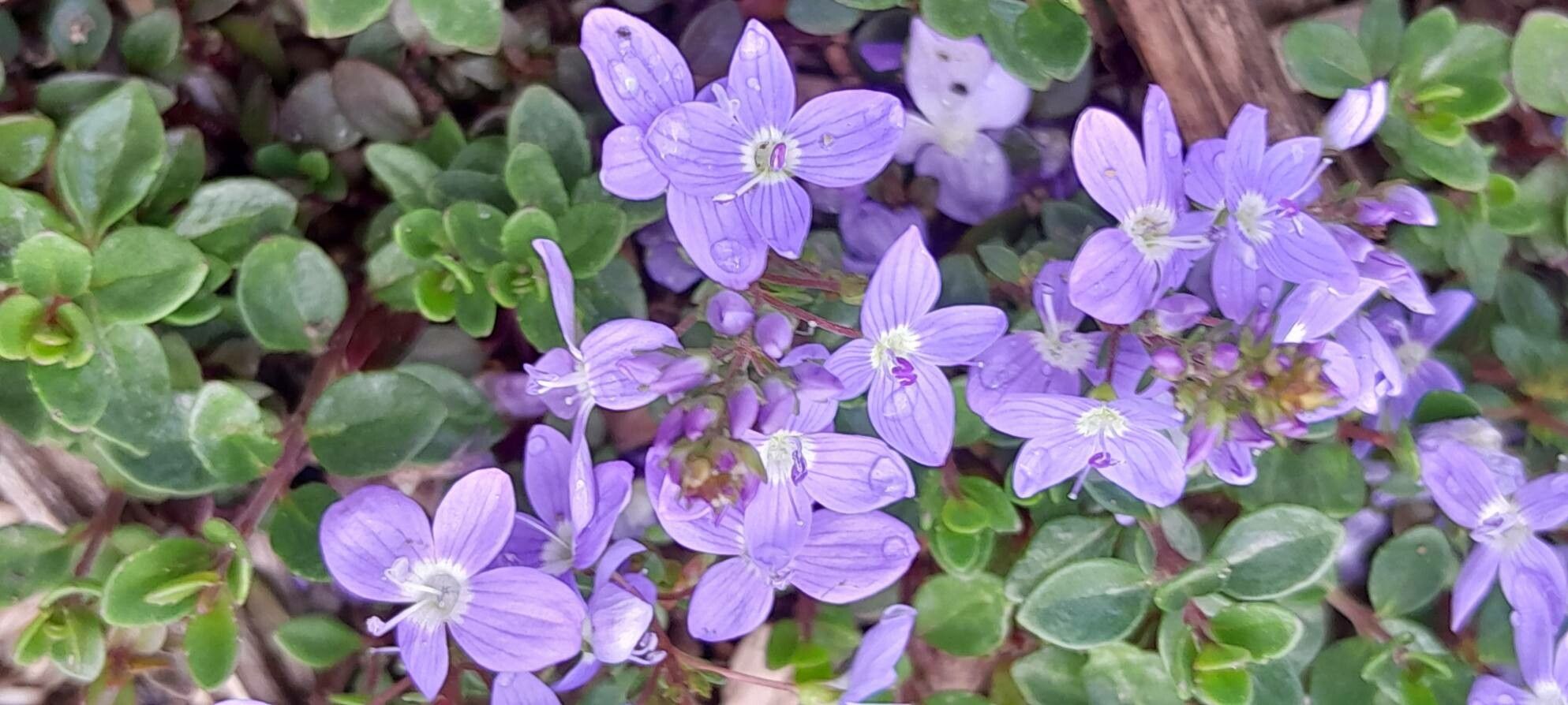 Veronica liwanensis flower