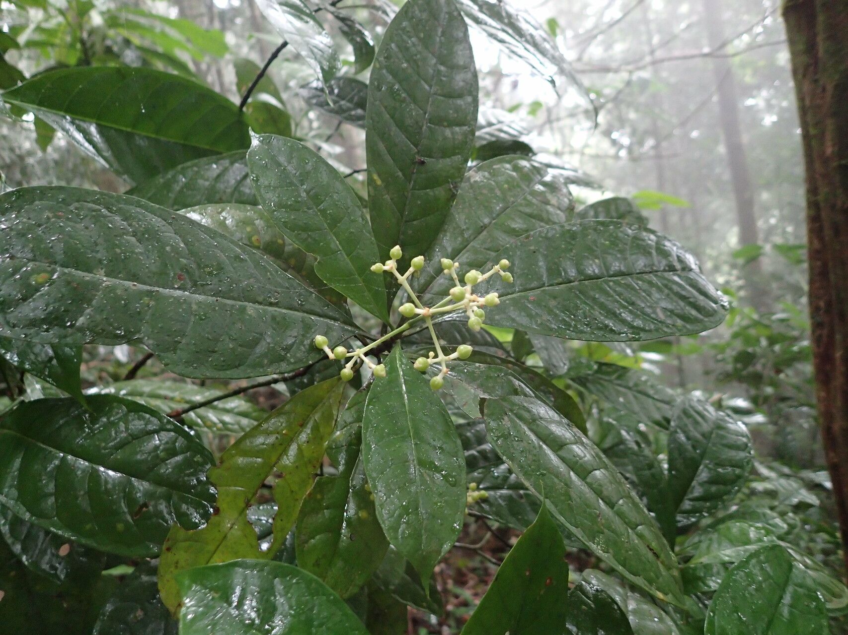 Psychotria droissartii fruit