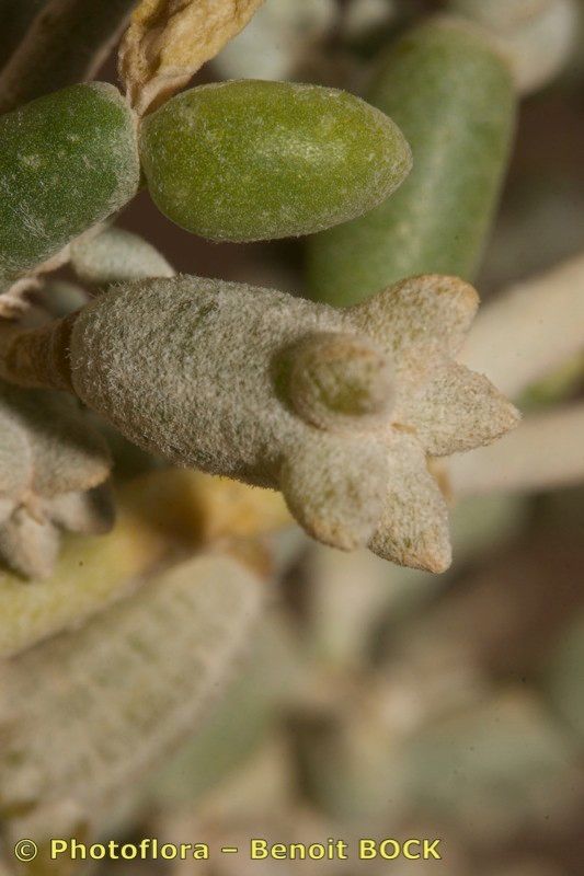 Zygophyllum gaetulum — houseplant care guide