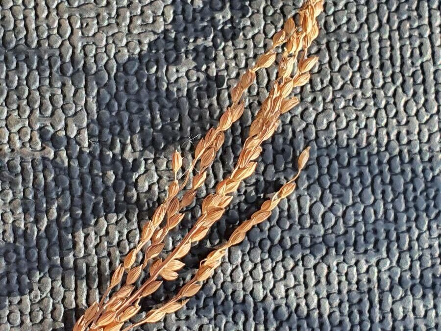 Leersia hexandra fruit