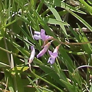 Vicia parviflora flower